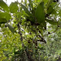 Dioscorea tomentosa J.Koenig ex Spreng.